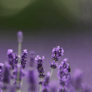 Discover the Serenity of Lavender In Skincare - Husk & Seed