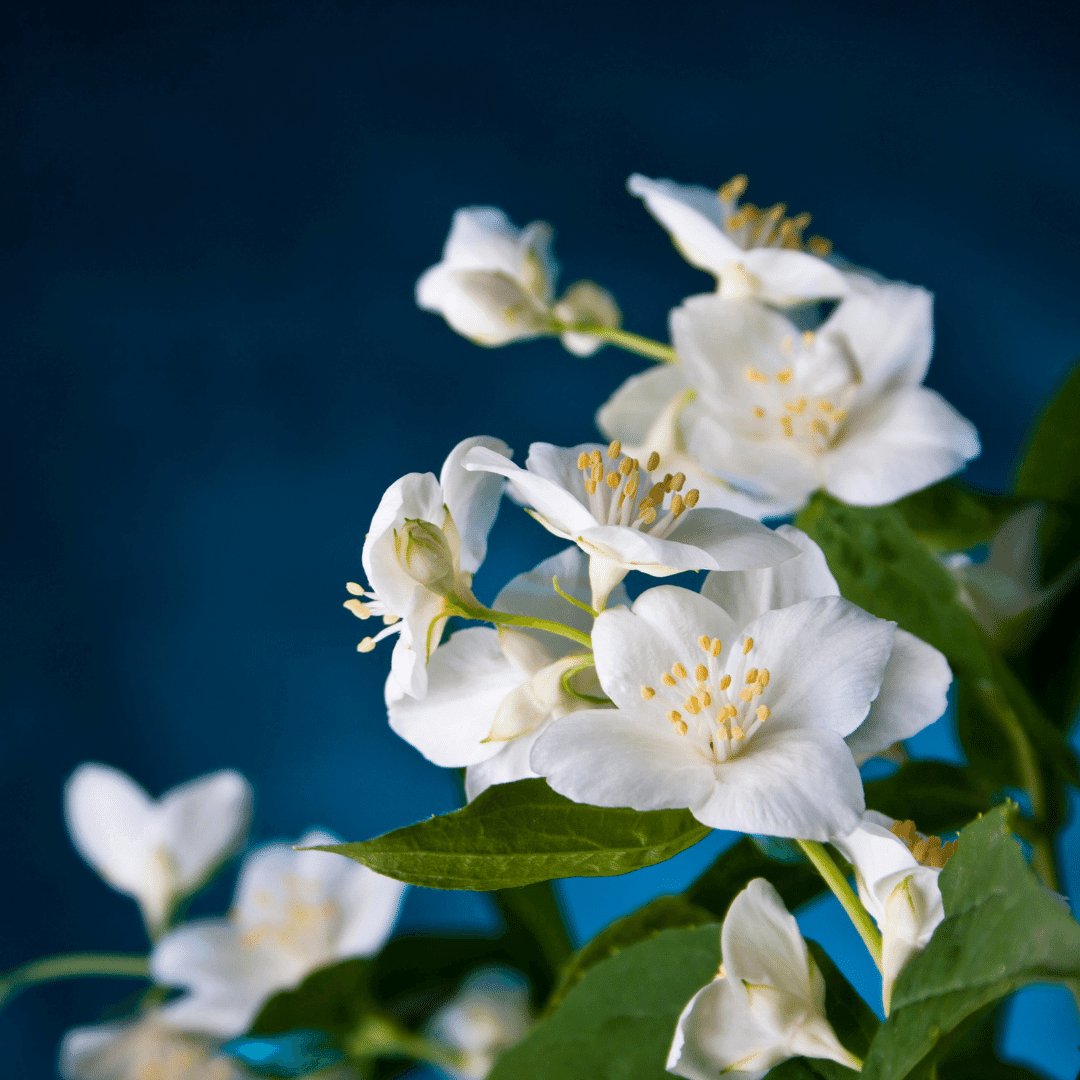 Is Fragrance in Skincare Really "That" Bad?