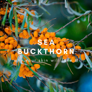 What Is Sea Buckthorn Oil and why your skin needs it! - Husk & Seed