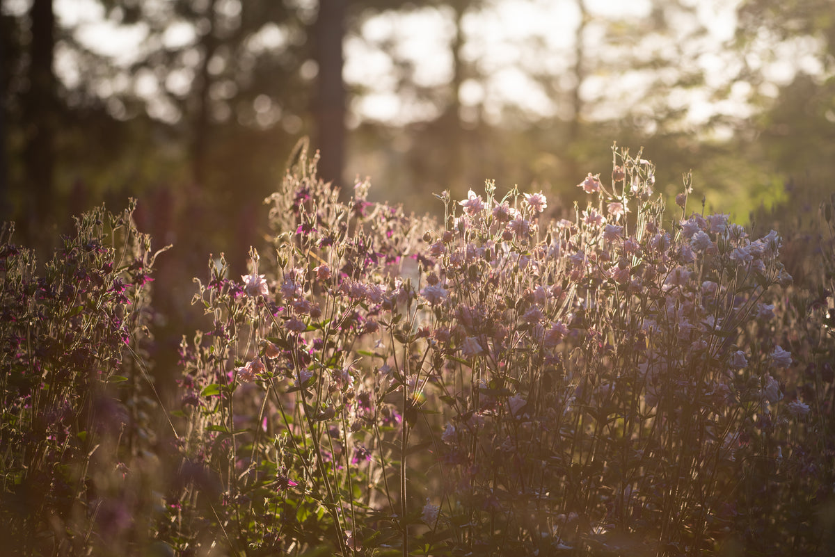 Pink flowers in morning sunshine
