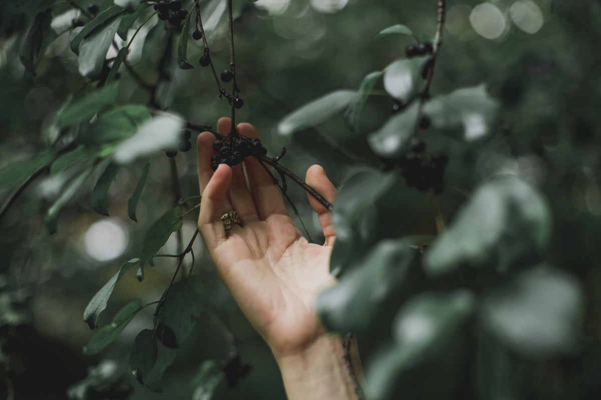 A hand gathering berries from a tree